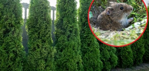 Coś podgryza tuje w ogrodzie? Włóż do nory, a szkodniki natychmiast się wyniosą