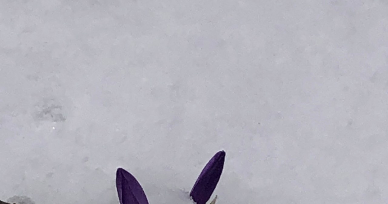 Wiosna za rogiem a krokusy pod śniegiem