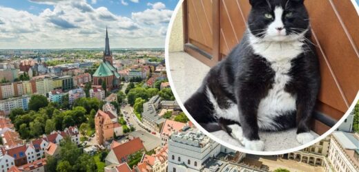 Nowa rezydencja kota Gacka. Celebryta mieszka jak „król”