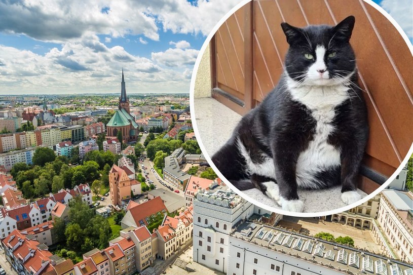 Nowa rezydencja kota Gacka. Celebryta mieszka jak „król”