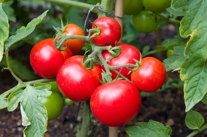 10 najlepszych odmian pomidorów. Odporne na choroby i pyszne w smaku