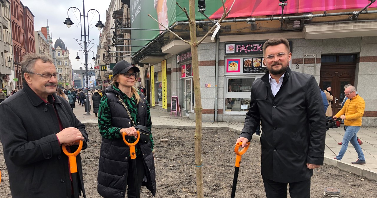 Na ul. Stawową w Katowicach wracają drzewa. Na deptaku będą rosły kasztanowce