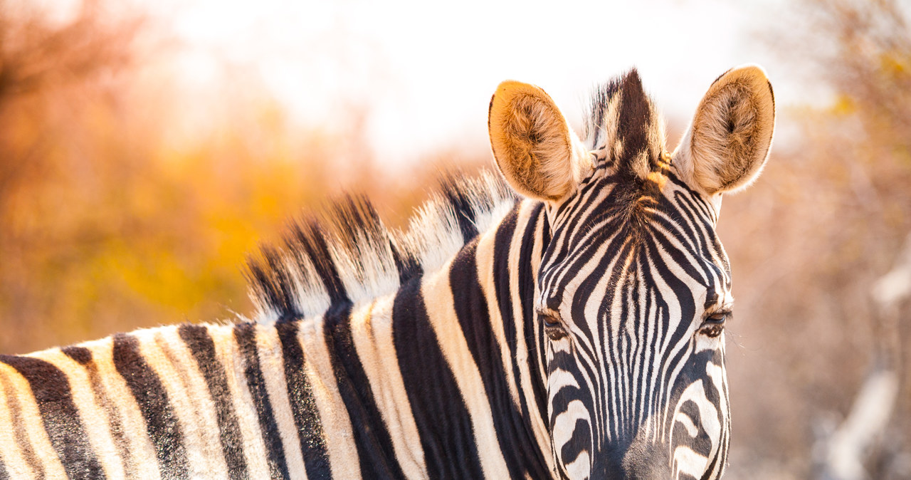 Uwaga, zebra na pasach! Zwierzę uciekło z zoo [FILMY]