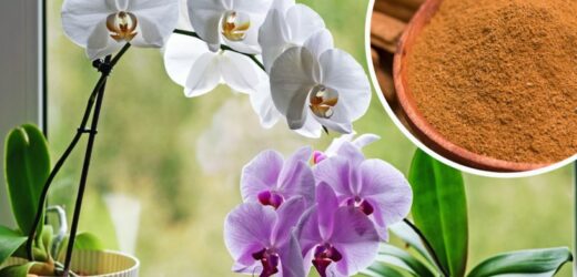 Liście storczyka zaczęły żółknąć? Istnieje tani sposób, by orchidea znów odżyła