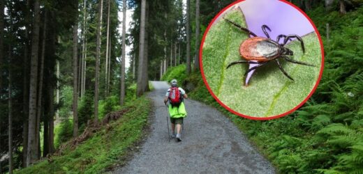 Działa na kleszcze jak magnes. Unikaj, jeśli chcesz mieć spokój