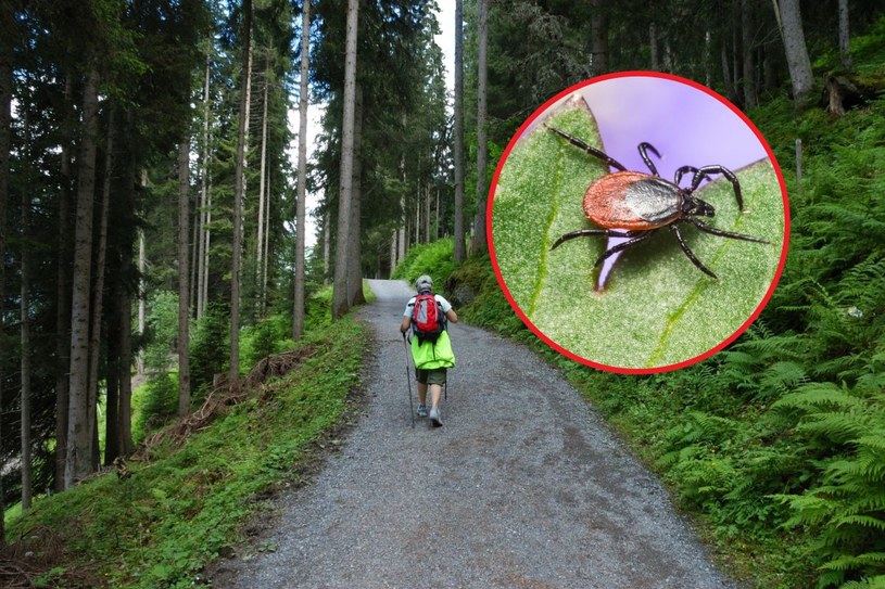 Działa na kleszcze jak magnes. Unikaj, jeśli chcesz mieć spokój