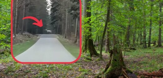 Sensacja w podkarpackim lesie. Pokazali nagranie: „Tak, to biały jeleń”