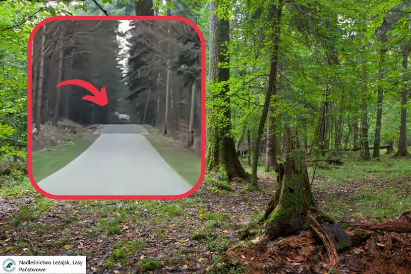 Sensacja w podkarpackim lesie. Pokazali nagranie: „Tak, to biały jeleń”