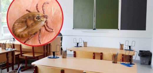 Inwazja kleszczy w szkole. Ukłucie może być śmiertelnie niebezpieczne