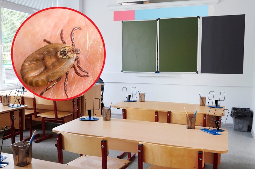 Inwazja kleszczy w szkole. Ukłucie może być śmiertelnie niebezpieczne