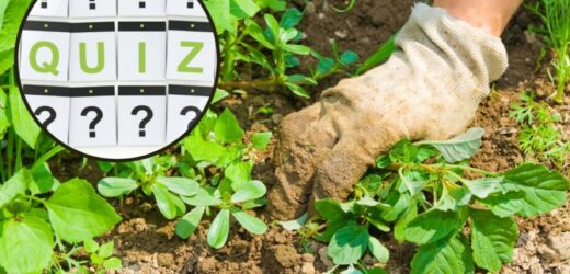 QUIZ: Rozpoznasz chwasty na zdjęciach? 10/13 to naprawdę świetny wynik