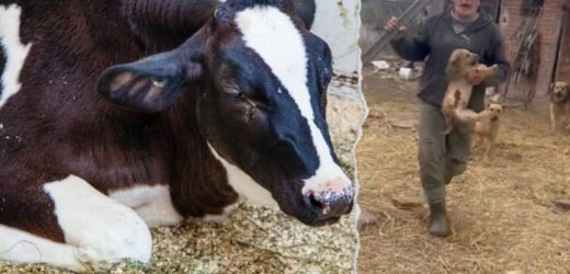 DIOZ pokazał drastyczne zdjęcia z interwencji. Brud, głód i szkielety