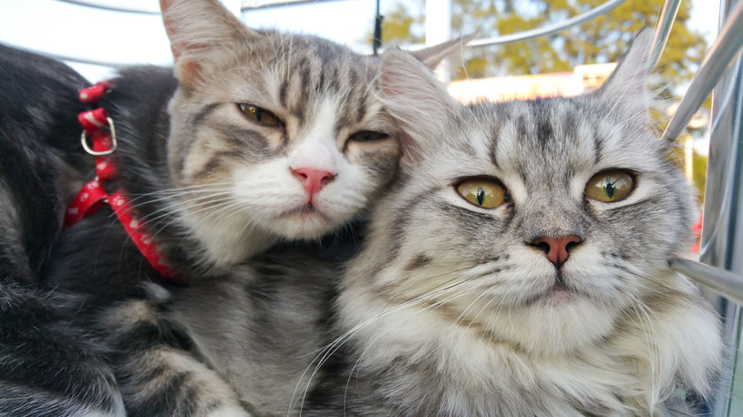 Masz w domu dwa koty? Przy karmieniu uważaj na jeden szczegół