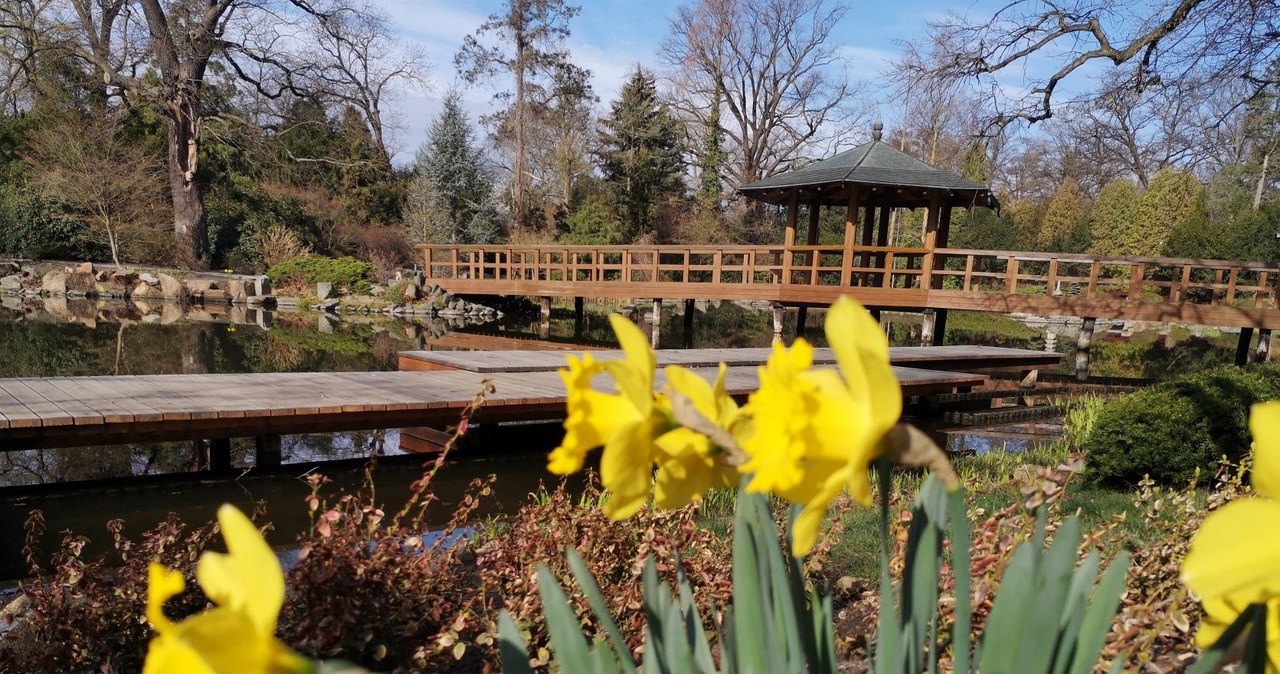 Japoński i Botaniczny. Można już odwiedzać wrocławskie ogrody