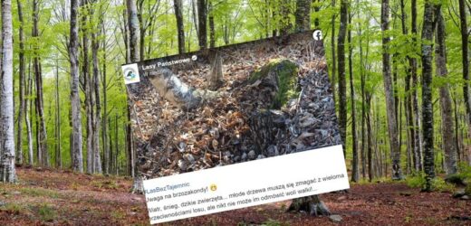 Leśnicy apelują do spacerowiczów. „Uwaga na brzozakondy”