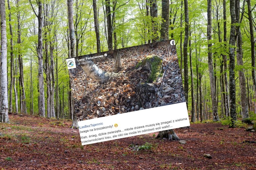 Leśnicy apelują do spacerowiczów. „Uwaga na brzozakondy”