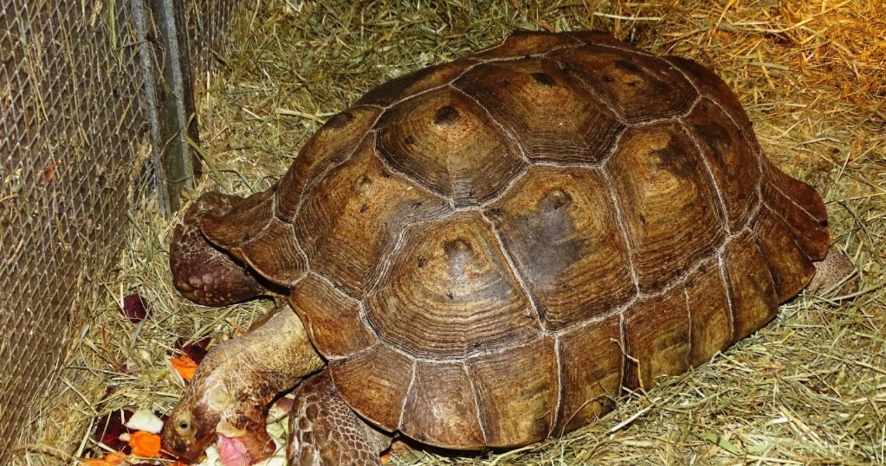 Właściciel mini zoo odpowie za brak certyfikatów