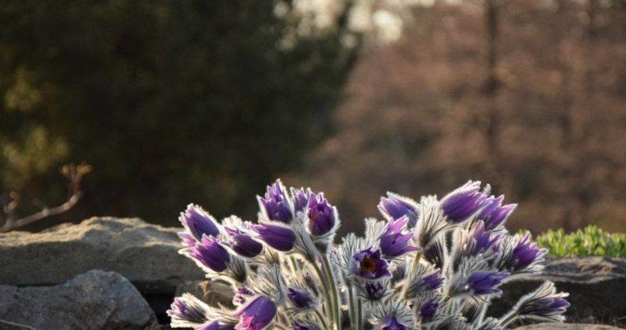 Wielkanoc w Ogrodzie Botanicznym. Jest czynny przez całe święta