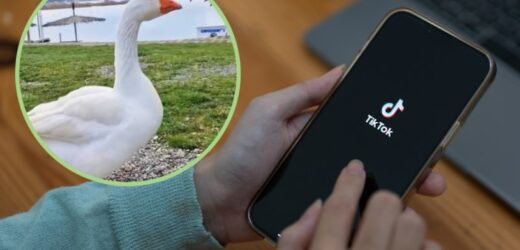 Prowadzi konto na TikToku… gęsi. Relacja między człowiekiem a ptakiem