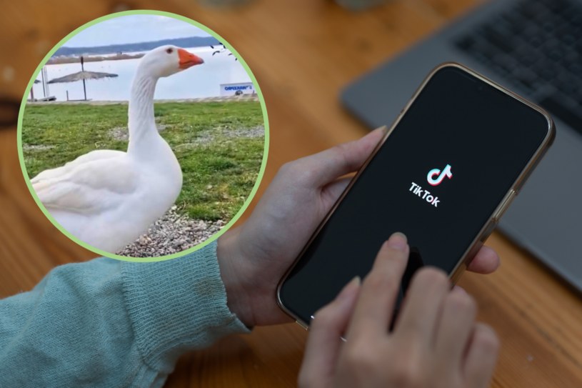 Prowadzi konto na TikToku… gęsi. Relacja między człowiekiem a ptakiem
