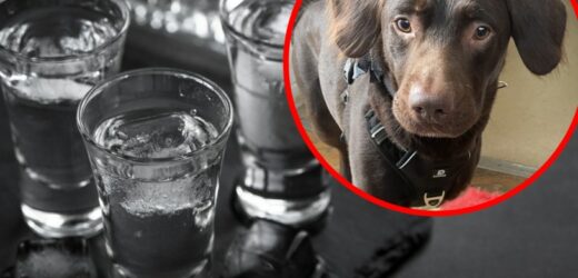 Trafił do schroniska po śmierci właściciela. Musieli leczyć go z uzależnienia od alkoholu
