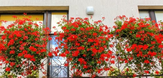 Nie sadź pelargonii na balkonie. Eksperci alarmują