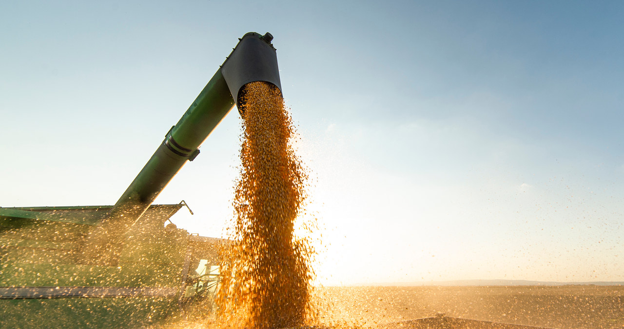 Słowacja. Zakaz wprowadzania na rynek zboża z Ukrainy