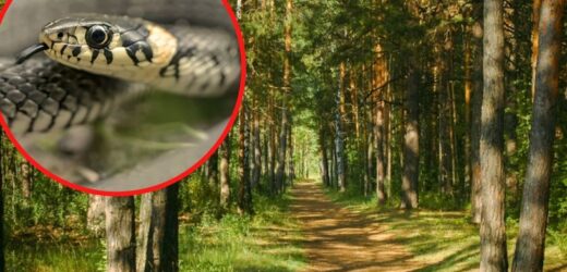 Dorodny okaz na leśnej ścieżce. Oto na co natknął się leśniczy podczas spaceru