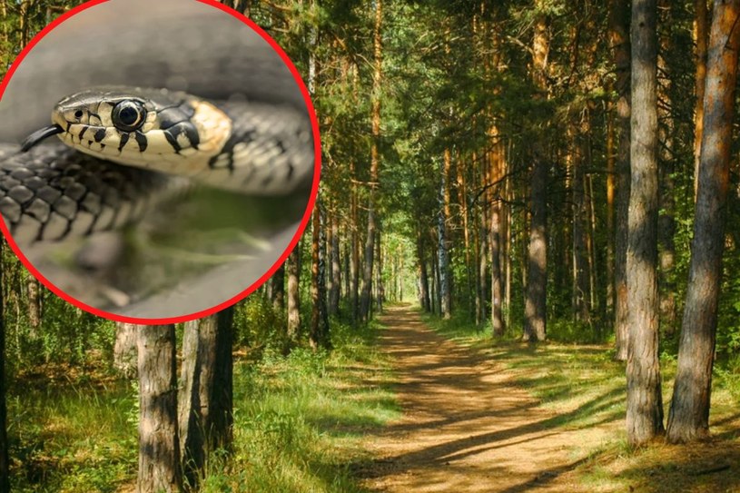 Dorodny okaz na leśnej ścieżce. Oto na co natknął się leśniczy podczas spaceru