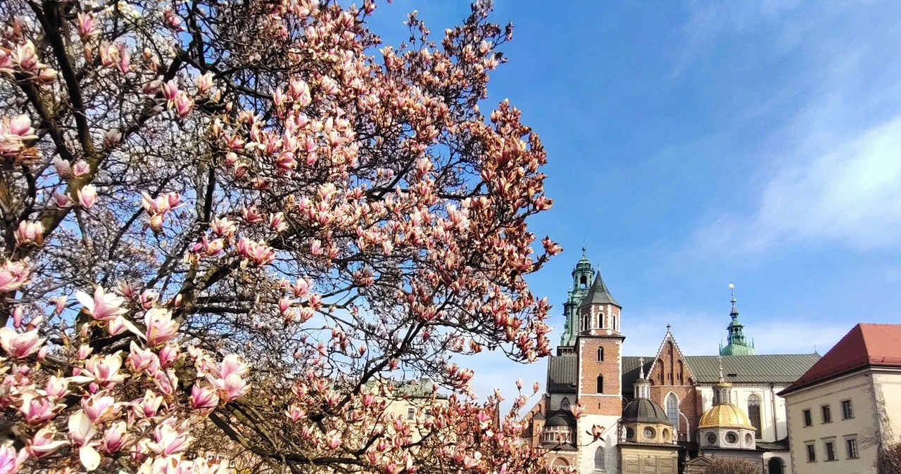 Przymrozki zaszkodziły magnoliom ze wzgórza wawelskiego