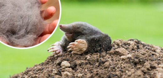 Zwiń w kulkę i umieść w ogrodzie. Krety wyniosą się na dobre