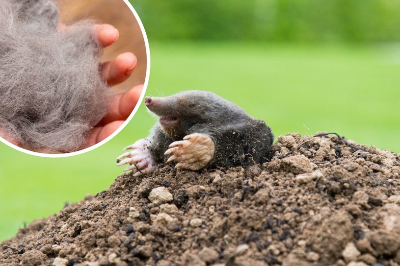 Zwiń w kulkę i umieść w ogrodzie. Krety wyniosą się na dobre
