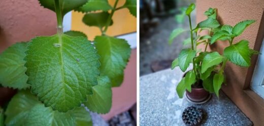 Posadź ją w ogrodzie albo trzymaj na parapecie w kuchni. Odstrasza muchy, zmienia smak potraw