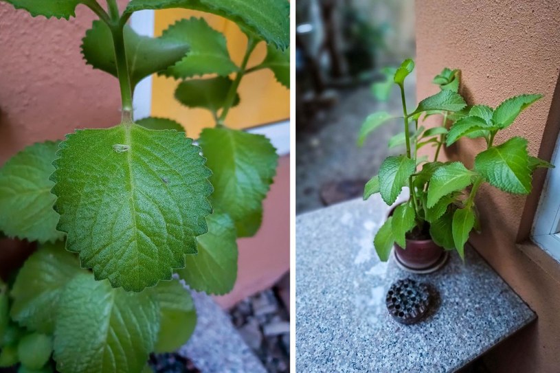Posadź ją w ogrodzie albo trzymaj na parapecie w kuchni. Odstrasza muchy, zmienia smak potraw