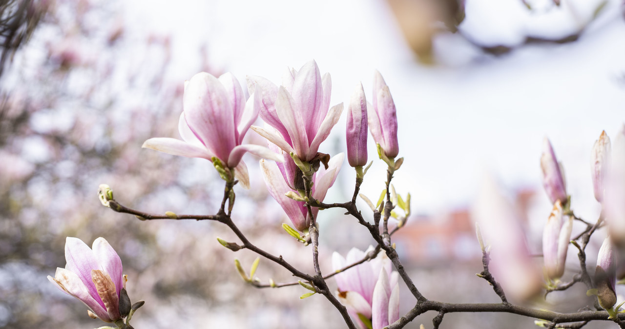 Szczecin: Powstanie mapa miejskich magnolii