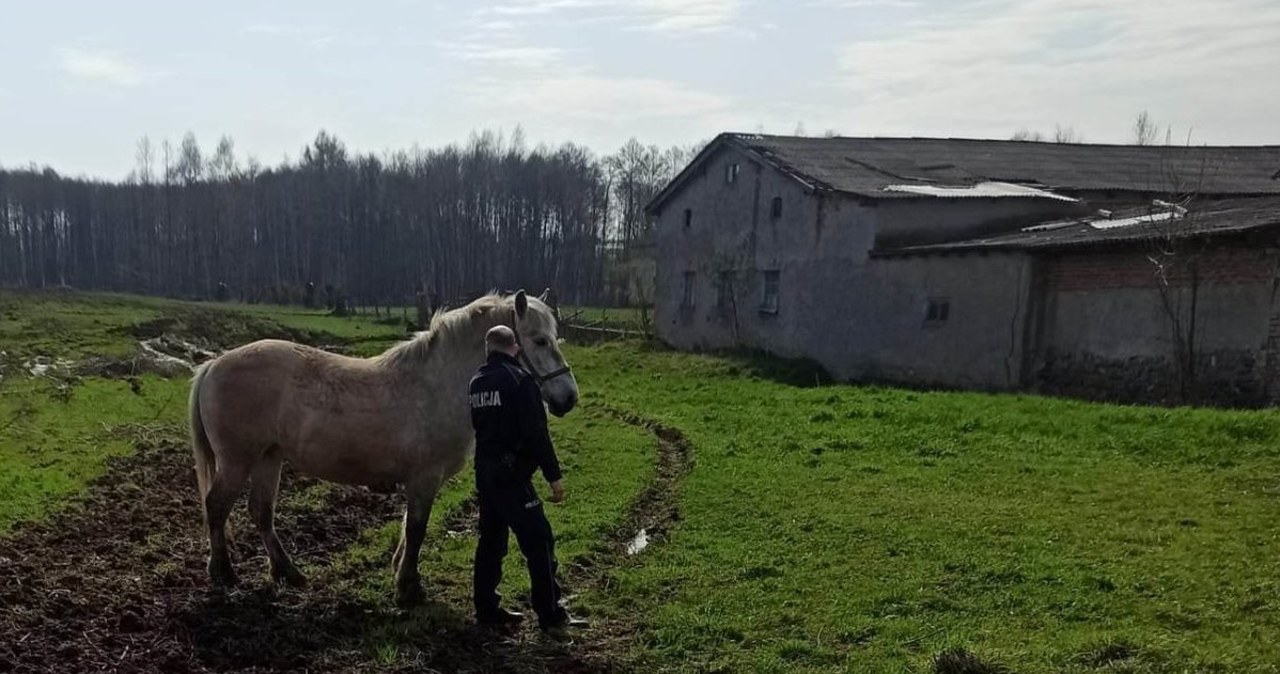 Koń na gigancie. Biegał po ulicy, niszczył ogródek