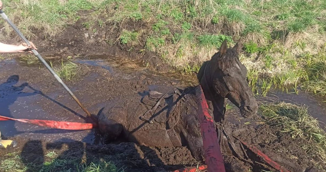 Strażacy uratowali konia, który tonął w rowie melioracyjnym