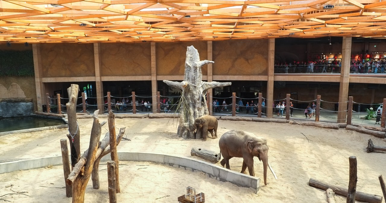 Nowy słoń zamieszka w łódzkim Orientarium