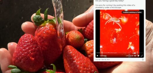 Zdarza ci się zjeść nieumytą truskawkę? Zobacz na filmie, co ląduje w twoim żołądku