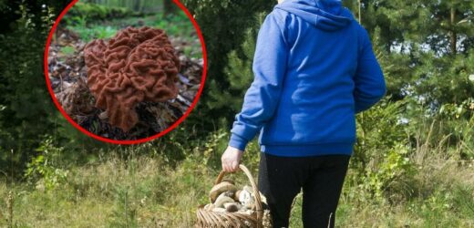 Natknęli się na „babie uszy”. Leśnicy ostrzegają przed nimi co roku. „Czy warto ryzykować?”