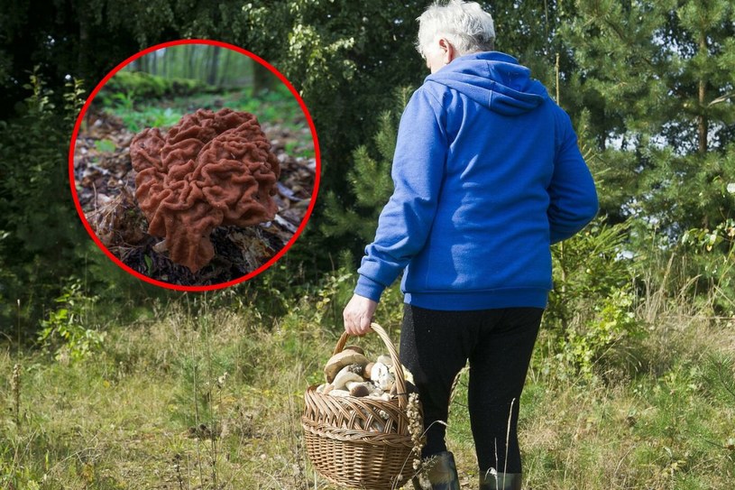 Natknęli się na „babie uszy”. Leśnicy ostrzegają przed nimi co roku. „Czy warto ryzykować?”