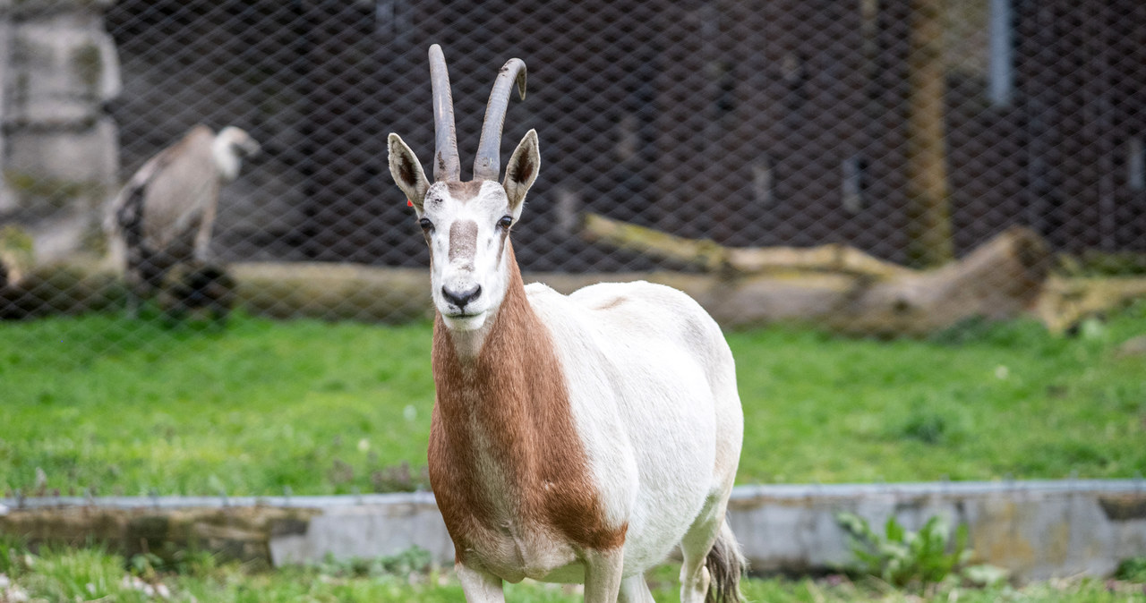Zobacz „jednorożca” na żywo. Wielka atrakcja w łódzkim zoo