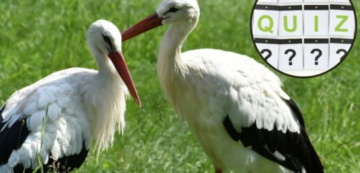 Rozpoznasz gatunki ptaków po zdjęciach? Quiz dla prawdziwych ornitologów!