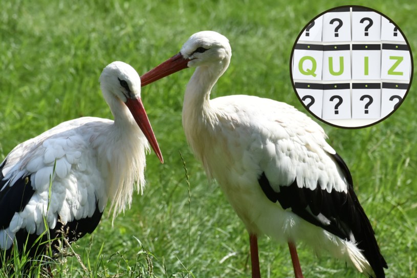 Rozpoznasz gatunki ptaków po zdjęciach? Quiz dla prawdziwych ornitologów!