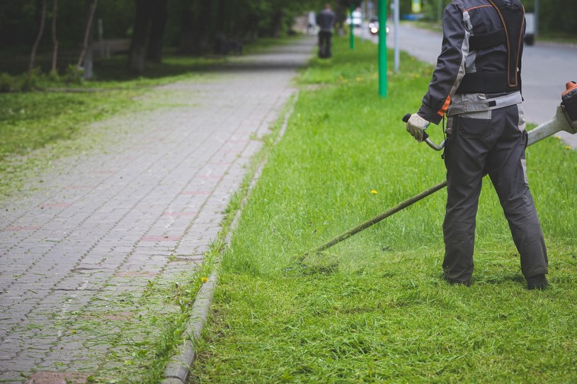 Od kiedy można kosić trawę? Eksperci podają konkretną datę