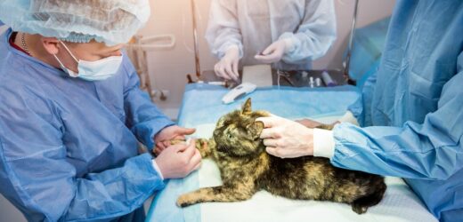 Dzień Lekarzy Weterynarii: Trudna praca za niewygórowaną pensję. Ile obecnie zarabiają weterynarze i z czym muszą się mierzyć?