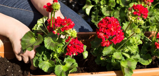Pelargonia będzie ci wdzięczna. Tak pomożesz jej przetrwać przymrozki