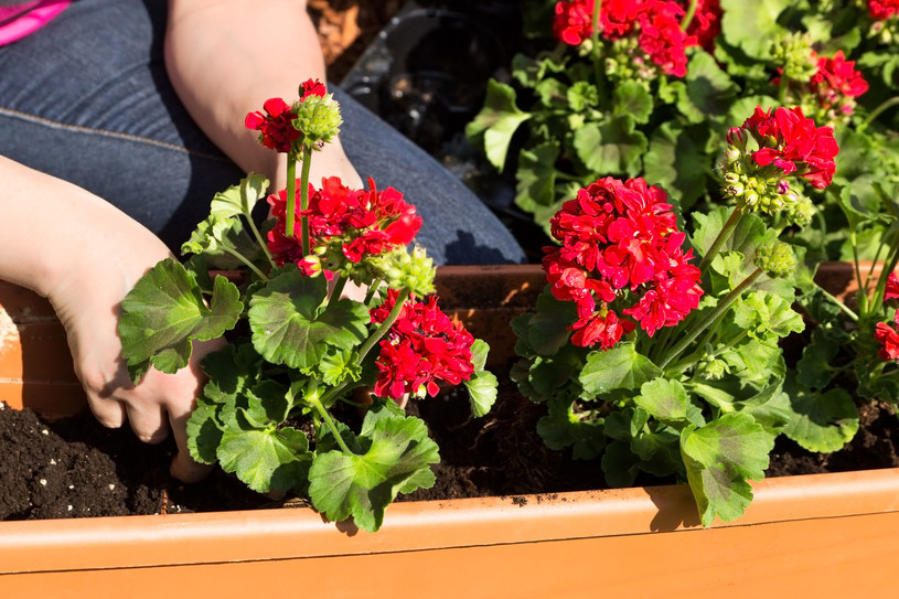 Nie wyrzucaj! To idealny nawóz do pelargonii, będą kwitły jak szalone