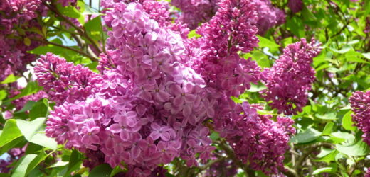 5 trików, dzięki którym przedłużysz świeżość bukietu z bzu. Zwróć uwagę na jeden szczegół