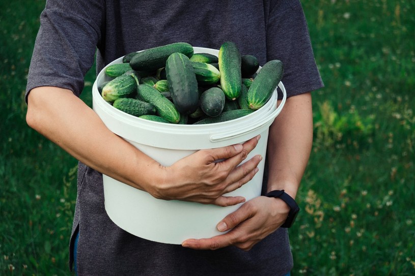 Te proste triki sprawią, że twoje ogórki będą chrupiące i soczyste